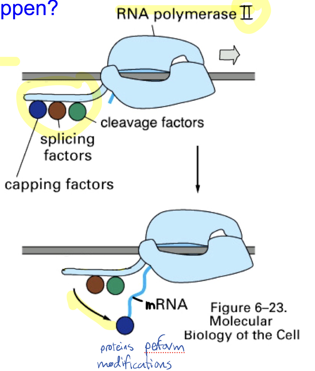 <ol><li><p>Addition of 5’ cap at 5’ end</p></li><li><p>Addition of poly(A) tail at 3’ end</p></li><li><p>Removal of introns and splicing of exons</p></li></ol><p></p><p>Factor proteins that perform modifications ride on RNA polymerase II, and as the pre-mRNA is created, the proteins will move onto the strand and modify it</p><p></p>