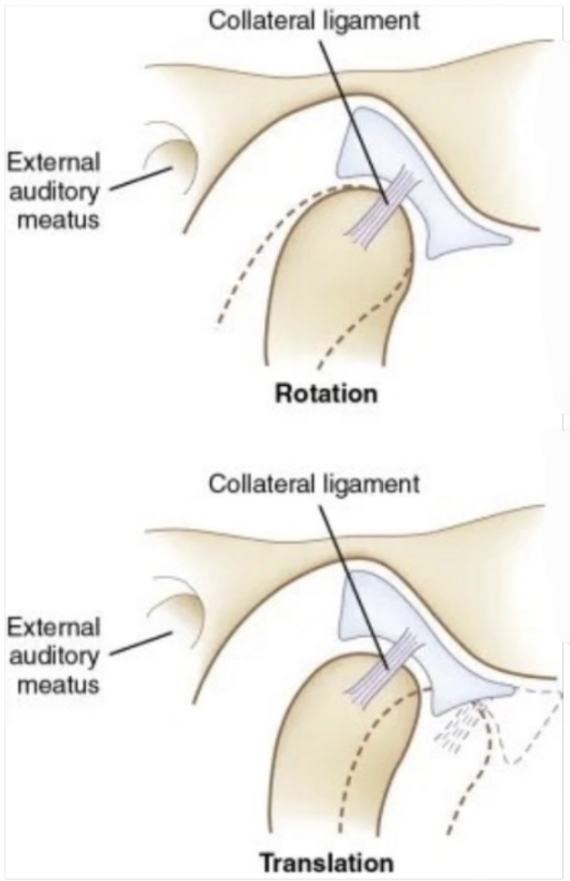 <p>Passive restriction- they elongate or tear but don’t stretch </p><p>Anchor disc to condyle poles</p><p>Allows disc to rotate <strong>with</strong> condyle</p>
