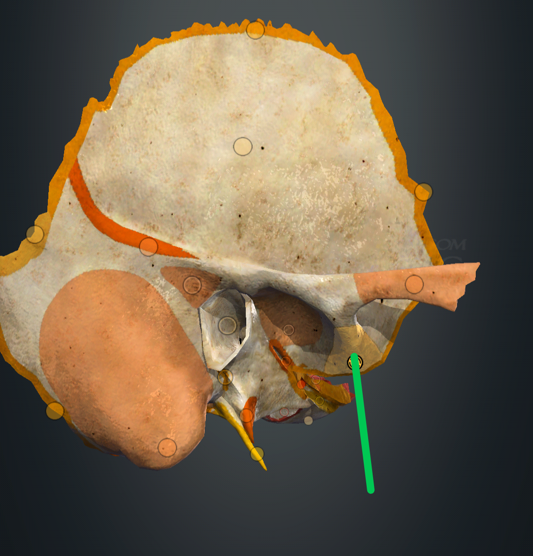 <p>tuberculum articulare</p>