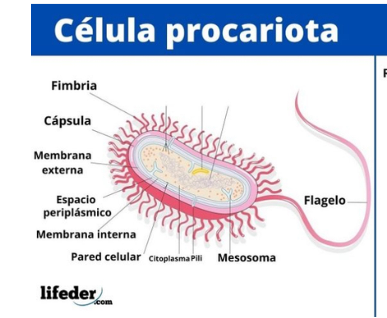 <p>¿Qué es una célula procariota?</p>