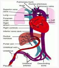 <p>Placenta exchanges CO2 and urea from baby via 2 umbilical arteries in exchange for O2, glucose, and other nutrients</p><p>VERY well oxygenated blood from placenta → 1 large umbilical vein → splits</p><p> • >50% enters IVC through the ductus venosus (bypasses liver)</p><p> • <50% through the rest of liver (portal circulation)</p><p>Blood in IVC mixes between placental O2 rich blood to baby O2 poor blood</p><p>IVC → RA → splits</p><p> • >50% rich O2 goes → foramen ovale → LA → LV → aorta → systemic circulation</p><p> • <50% follows normal path RA → RV → pulmonary arteries → lungs (little to no gas exchange & very high vascular resistance) → shunted through ductus arteriosus → aorta → descending aorta → umbilical arteries → placenta → umbilical veins</p>