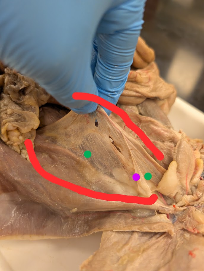 <p>What is the whole thing in red</p>