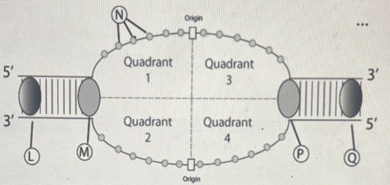 <p>Match the letter to the enzymes and quadrants they correspond to:</p><p></p><ol><li><p>What are enzymes L and Q?</p></li><li><p>What enzymes are M and P?</p></li><li><p>Where are the lagging strands located? </p></li><li><p>Where are the leading strands located? </p></li></ol><p></p>