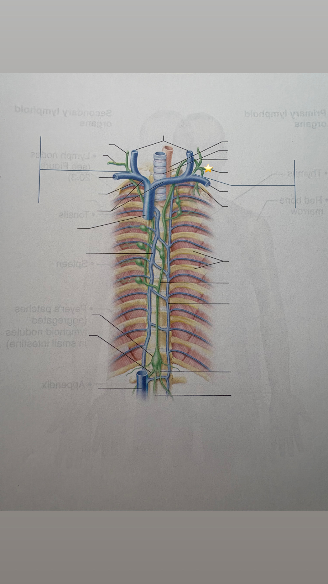<p>label the starred structure</p>