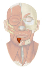 <p>lips, exposing teeth (flossing), depresses and protrudes lower lip; pulls lips laterally</p>
