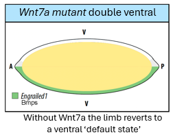 <p>dorsal patterning </p>