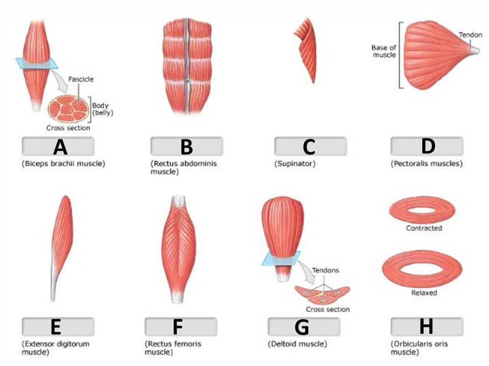 <p>bipennate muscle</p>
