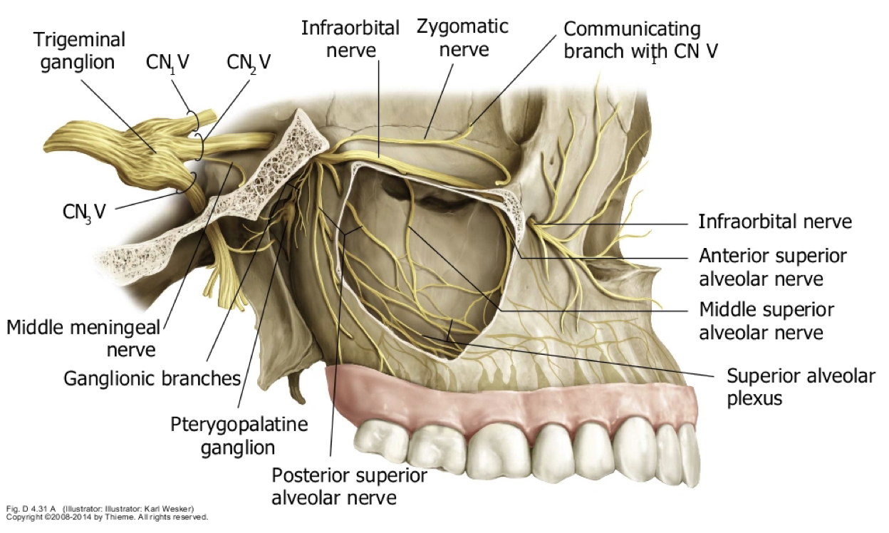 <p>branches directly off of CNV2 at the pterygopalatine fossa </p>