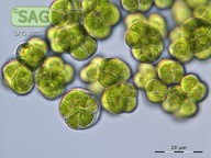 <p>Identify</p>