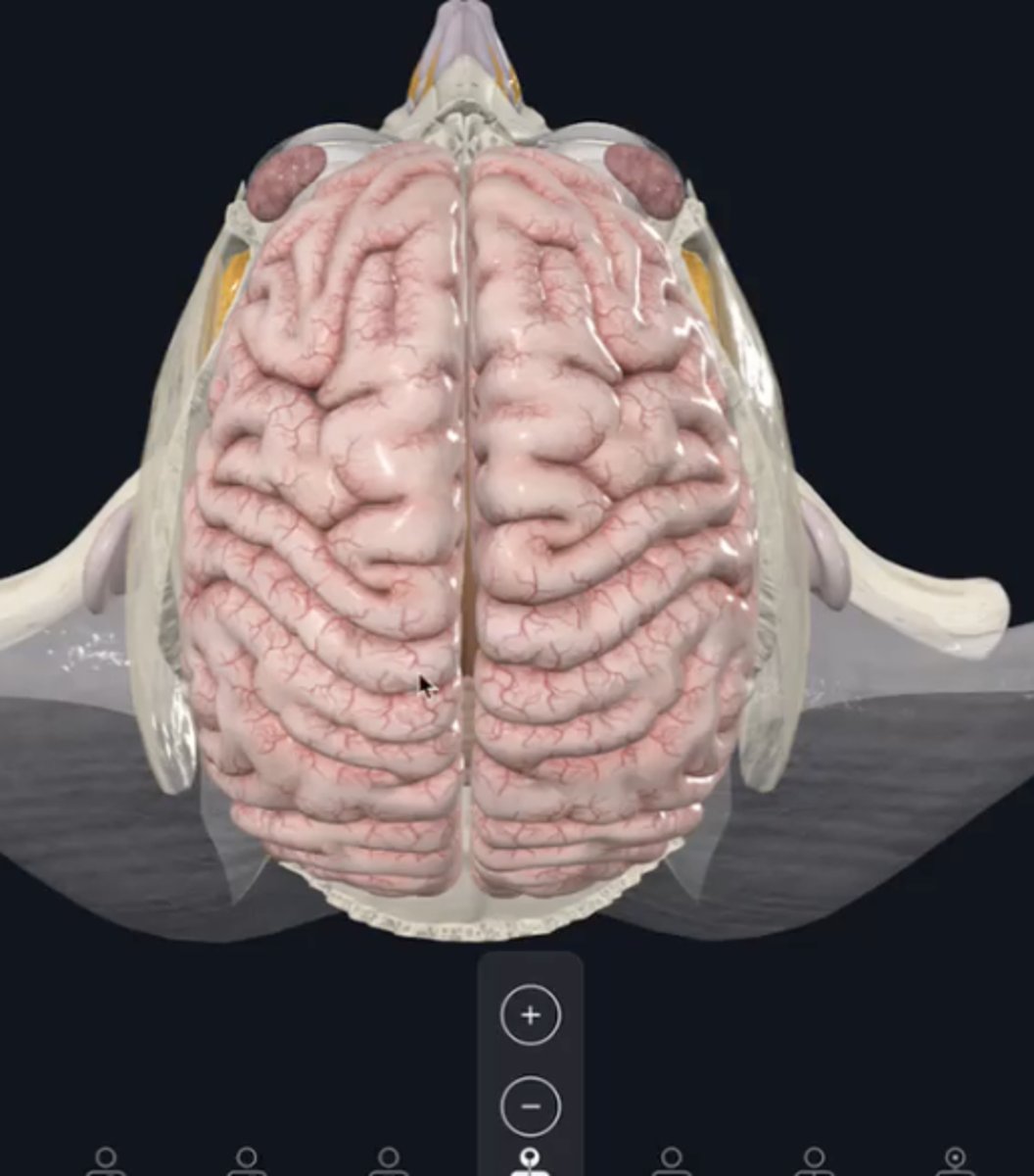 <p>Which meningeal layer?</p>