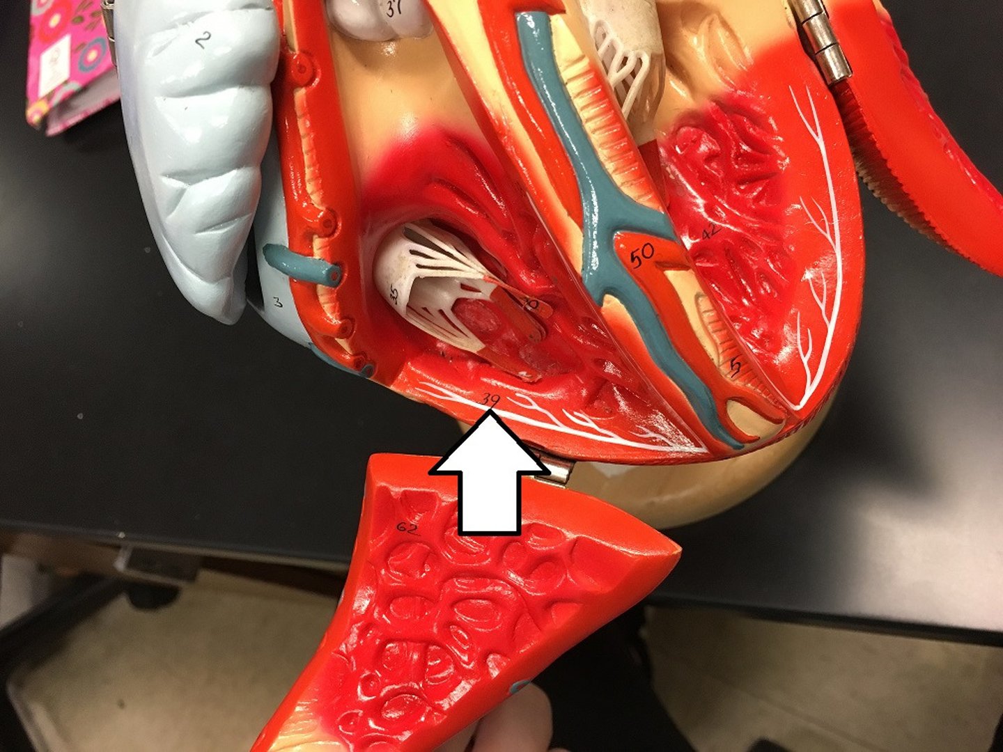 <p>stimulate the contractile cells of both ventricles; branches turn into "webs" called</p>