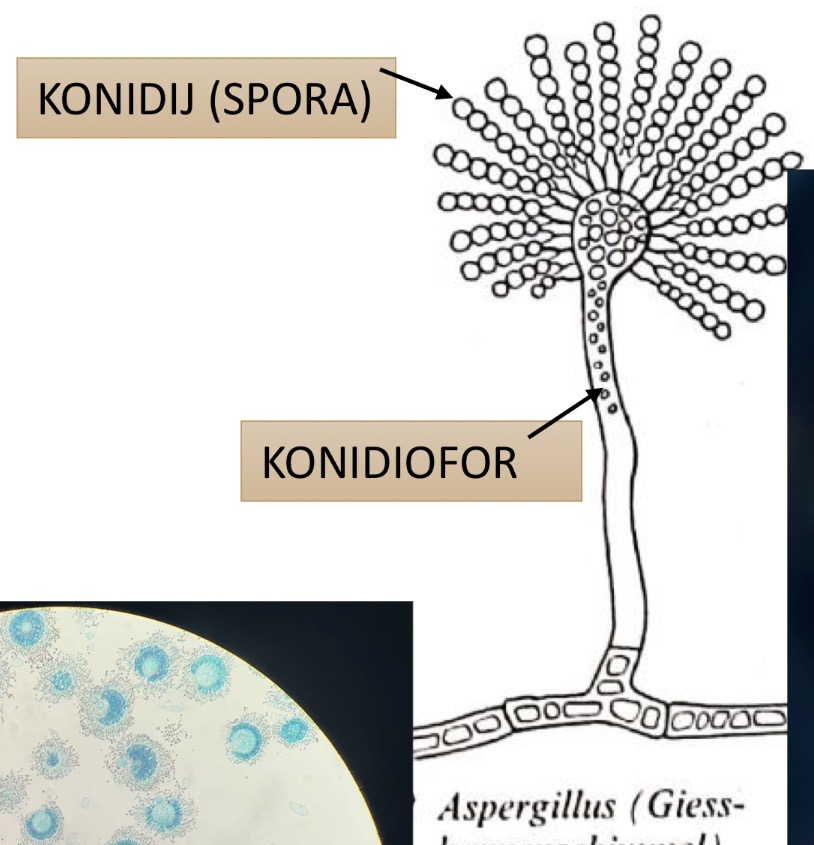 <p>Deblo ascomycota zaprtotrosnice</p><p>Razred ascomycetes</p><p>Red eurotiales plesni</p><p>Predstavnik penicillium čopičasta plesen</p>