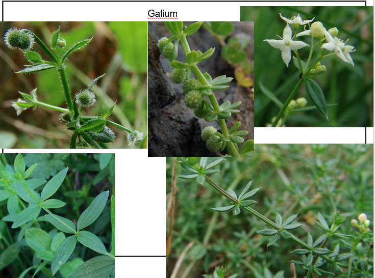 <p><span>Rubiaceae</span></p>