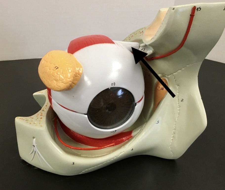 <p><span>name the structure at the end of the arrow's point</span></p>