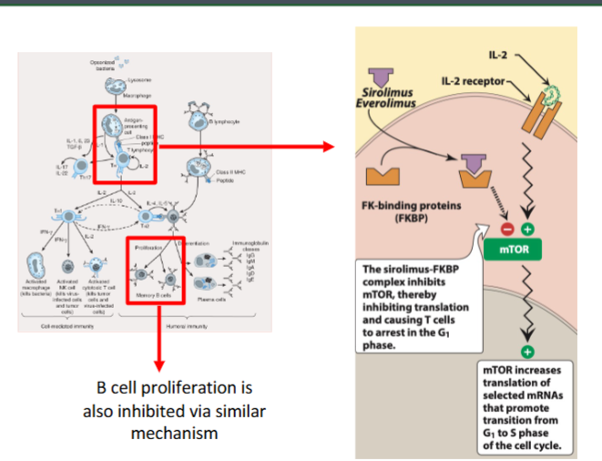 <p>immunosuppresant → sirolimus + everolimus</p><p>binds to FKBP → <strong>inhibit mTOR </strong>→ inhibit T cell proliferation (prevent cells from going </p>