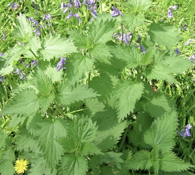 <p>Urtica dioica light preference</p>