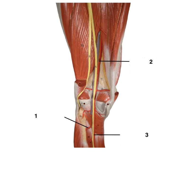 <p>Label these arteries and veins of the circulatory system</p>