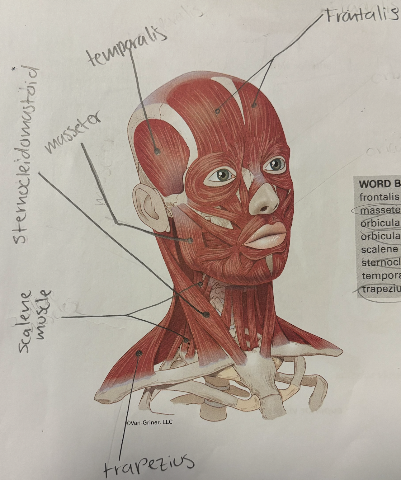 <p>trapezius</p>