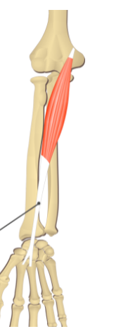 <p>Bases of 2nd and 3rd metacarpal bones</p><p>FLEXION of wrist; ABDUCTION of wrist</p>