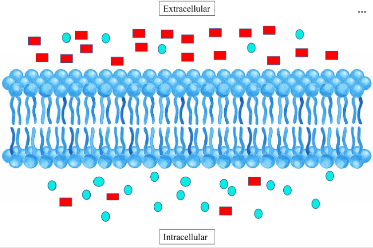 <p>True or False: Use the image below to base your answer.&nbsp;</p><p>The <strong>light blue circles</strong> would be able to pass into the cell (meaning extracellularly to intracellularly) using <strong>passive diffusion</strong>.</p><p>Assume both the red squares and the light blue circles meet the requirements as molecules to be able to diffuse through a cell membrane.</p>