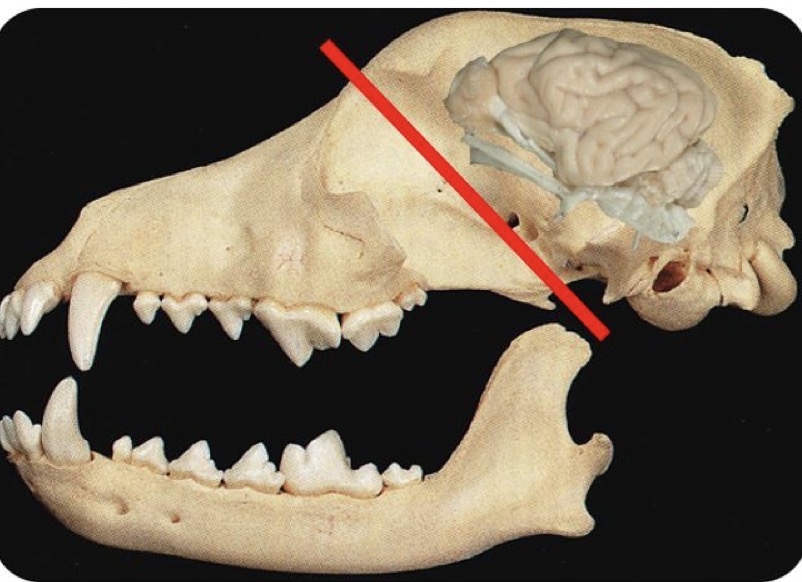 <p>Neurocranium </p>