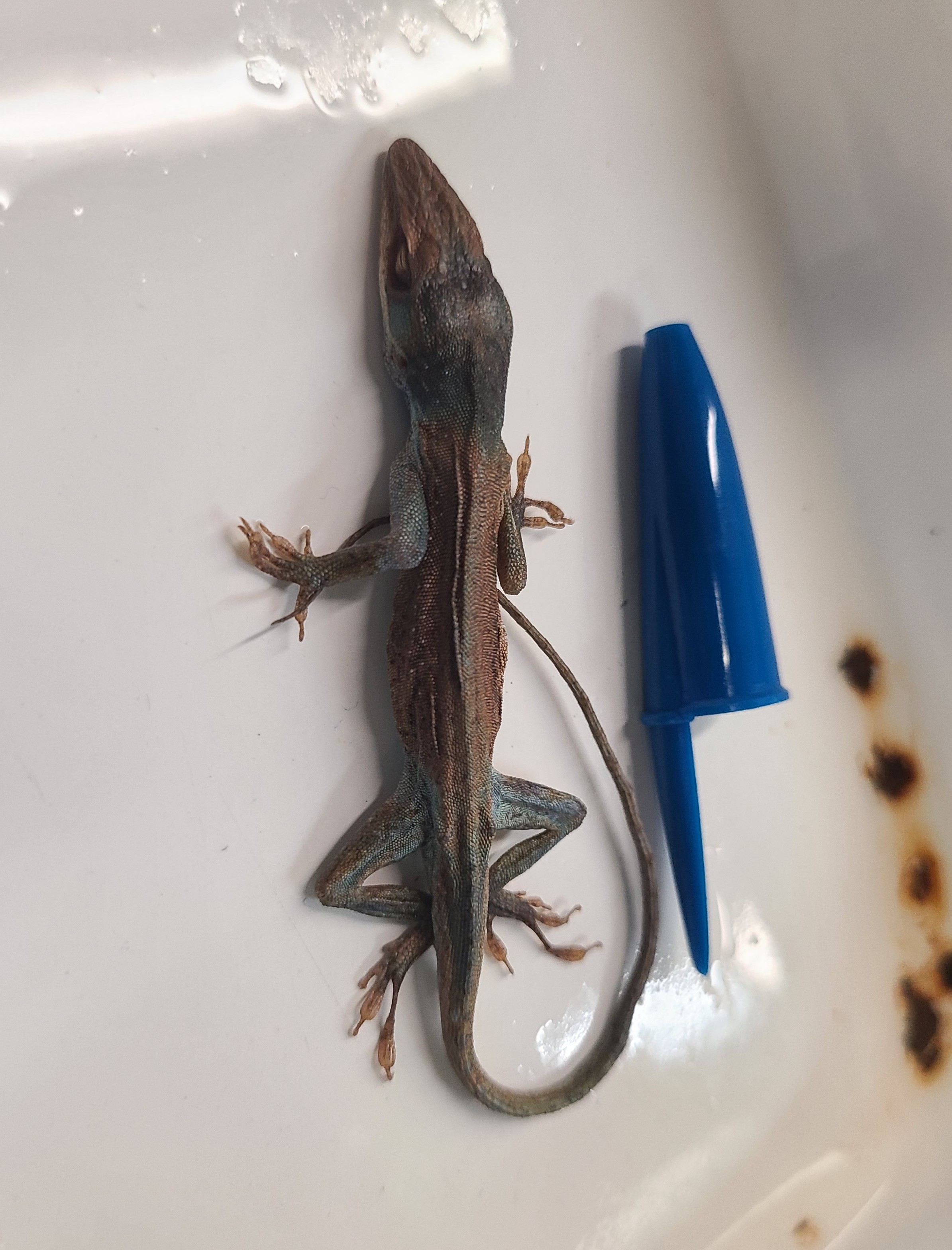 <p><span>Order and Family of </span>Anolis carolinensis</p>