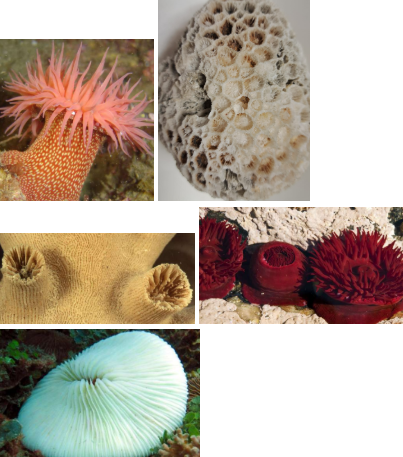 <p>Taxonomia</p>