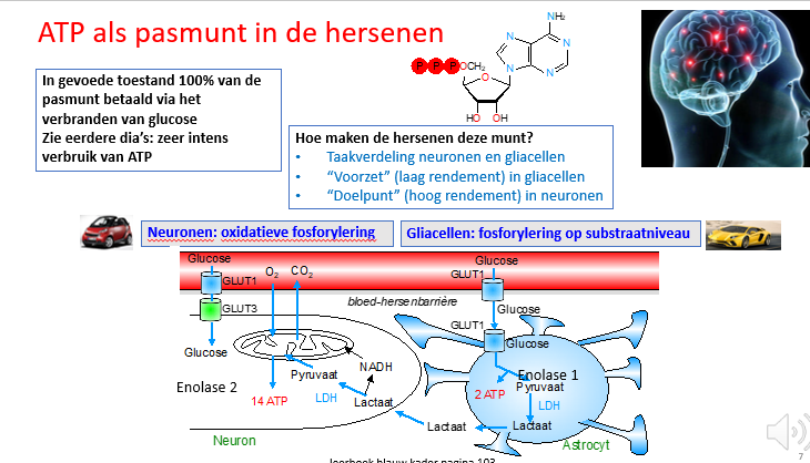 <ul><li><p>taakverdeling neuronen en gliacellen:</p></li></ul><p><span>In vele weefsels zien we dat niet alle cellen dezelfde manieren benutten om ATP aan te maken, maar dat er een soort taakverdeling is.</span></p><p></p><ul><li><p>“voortzet” (laag rendement) in gliacellen → fosforylering op substraatnivea</p></li><li><p>“doelpunt” (hoog rendement) in neuronen → oxidatieve fosforylatie</p></li></ul><p></p>