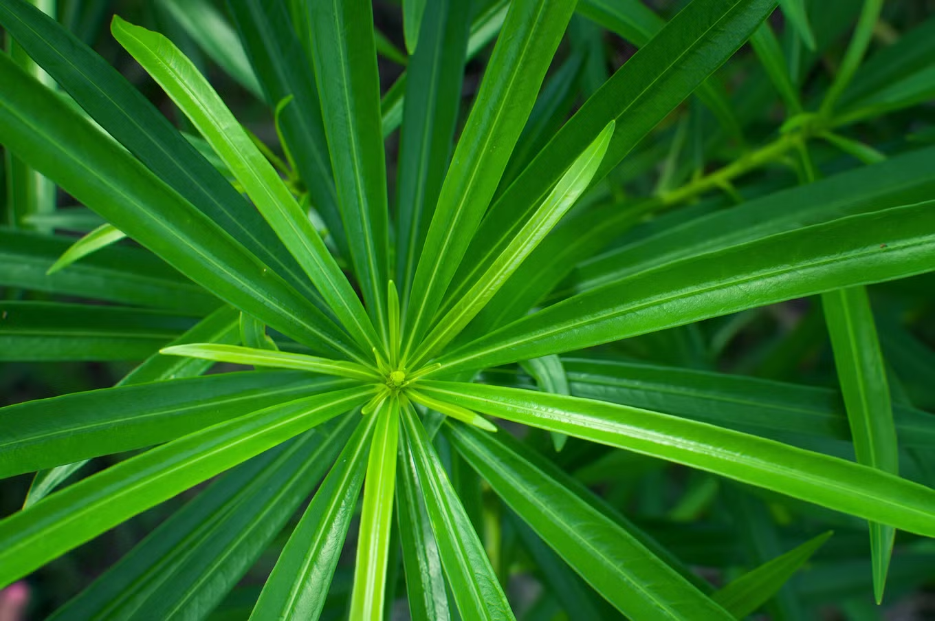 <p>long and slender with sides that remain close to the midrib throughout its length, giving it a uniform width from base to tip</p>