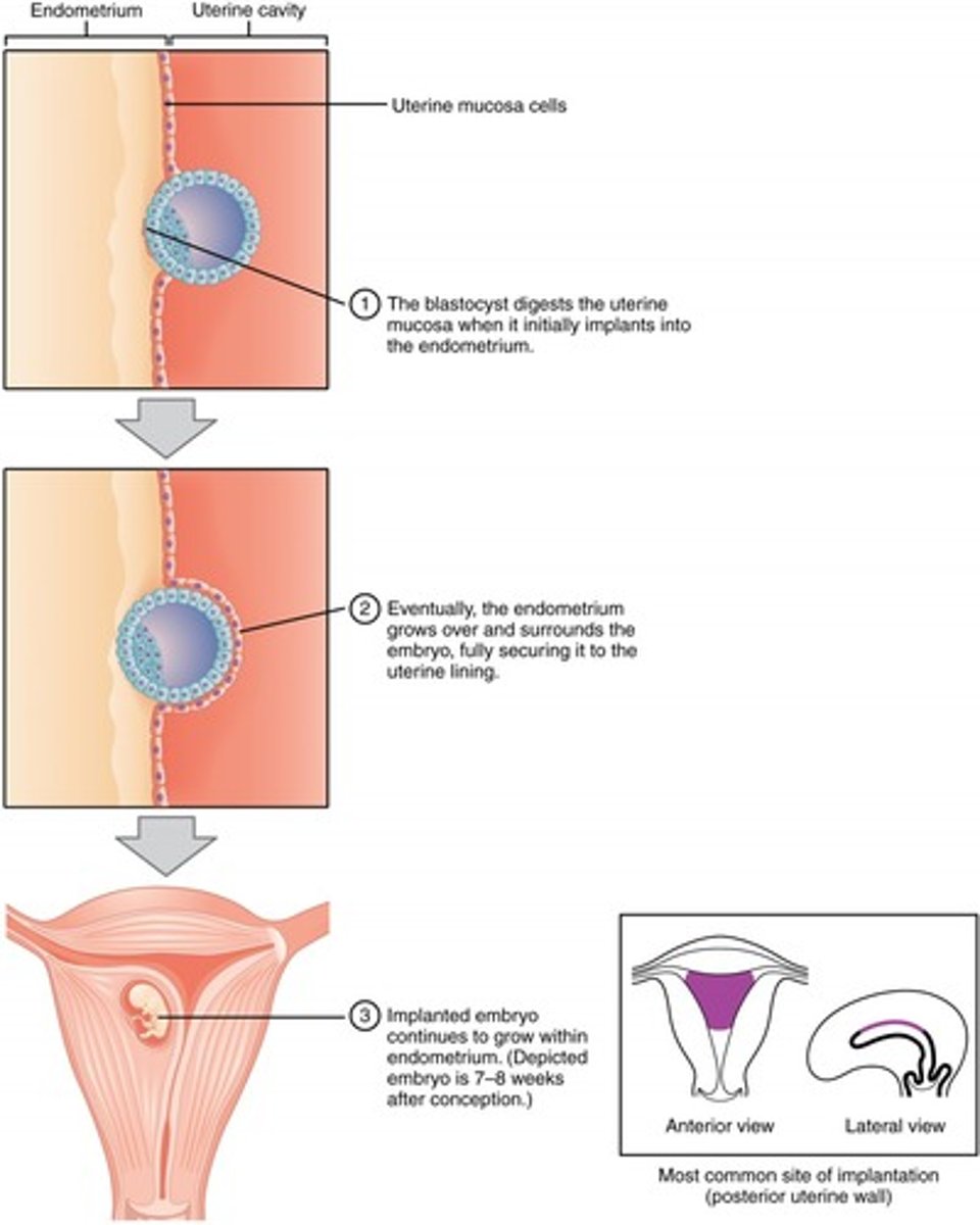<p>blastocyst</p>