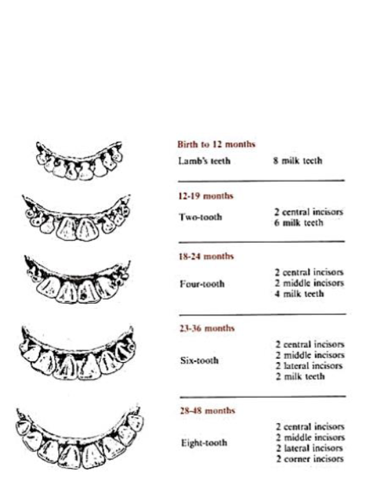<ul><li><p>Livestock and horses can have their age estimated by examining the teeth (occurrence of permanent teeth, shape, angle, etc.)</p></li><li><p>look at incisors</p><ul><li><p>every year 2 sets of incisors fall out and a new pair grows</p></li></ul></li><li><p>for sheep, 4 years = full mouth</p></li></ul><div data-youtube-video=""><iframe width="640" height="480" allowfullscreen="true" autoplay="false" disablekbcontrols="false" enableiframeapi="false" endtime="0" ivloadpolicy="0" loop="false" modestbranding="false" origin="" playlist="" rel="1" src="https://www.youtube.com/embed/x_EJp3eZeIM?si=YgKVVhk7Q0Eexo5U" start="0"></iframe></div><p></p>