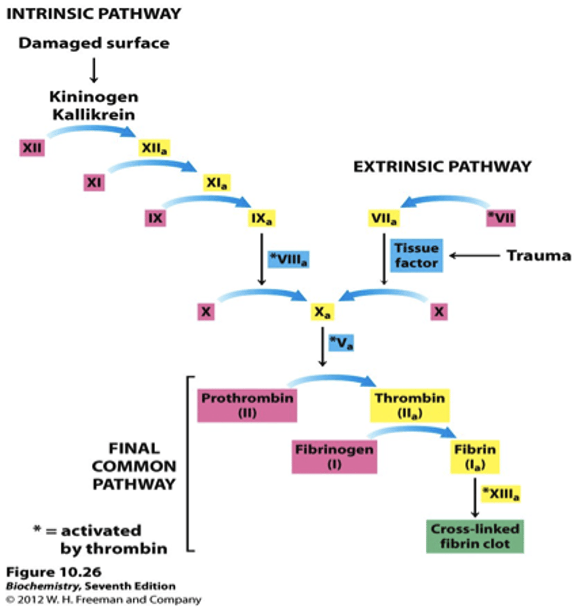 <p>A solid that was once flowed as liquid blood.</p><p>Mesh of fibrin fibres</p><p>Used as a temporary seal at abrasions on the skin until it can be repaired.</p><p>Caused by at least 12 factors that cause an enzyme cascade</p><p>Dries to form a scab</p>