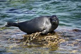 <p>Baikal seal</p>