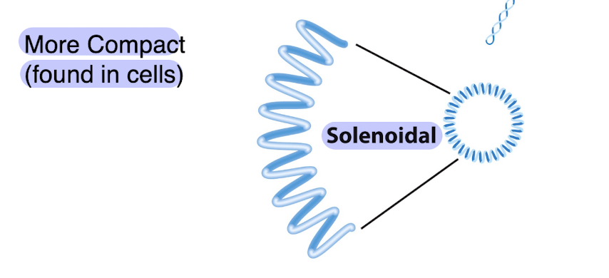 <ul><li><p>solenoidal and more compact — found in cells </p></li></ul><p></p>