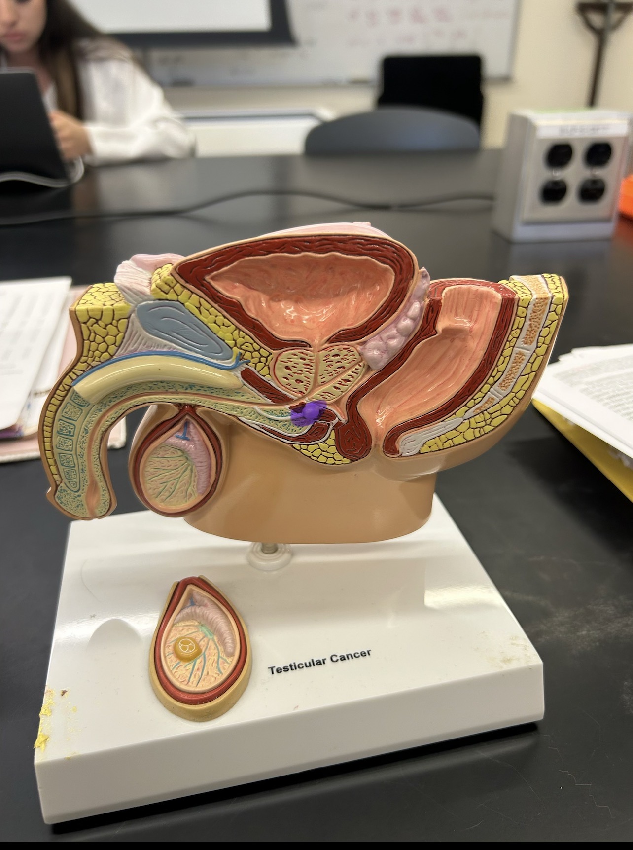 <p>highlighted purple</p>