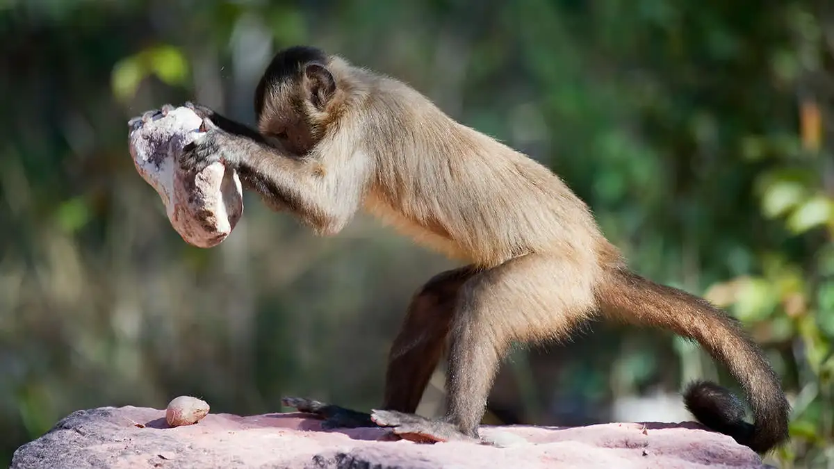 <p>Obstacles primates face in obtaining adequate nutrition are often due to environmental or competition.</p>