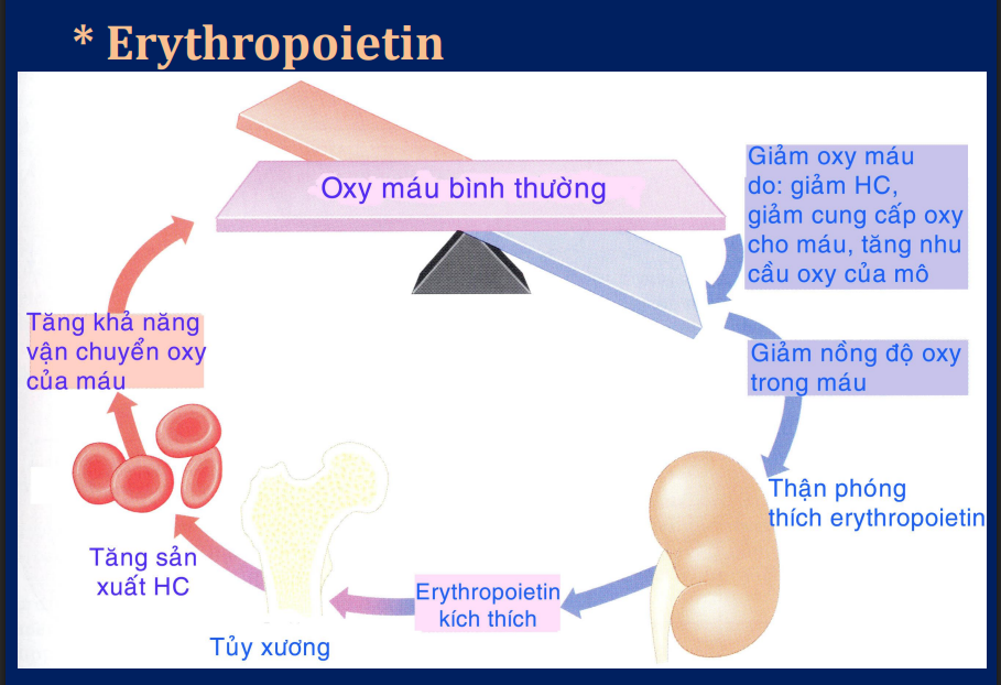 <p>Do erythropoietin(EPO) với xúc tác là nồng độ oxy máu</p><p>Nồng độ oxy thấp sẽ kích thích thận tiết Erythropoietin.Erythropoietin kích thích tủy đỏ tăng sản xuất hồng cầu</p>