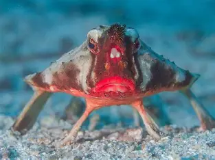 <p>What fish is this</p>