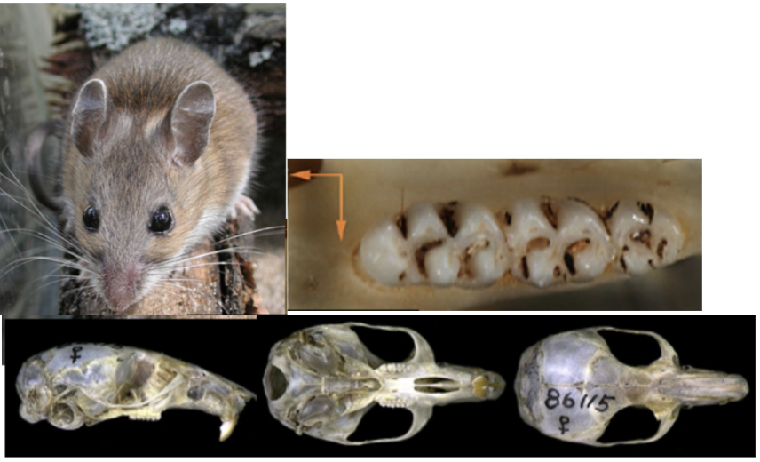 <p>What suborder, family, subfamily, genus, and species?</p>