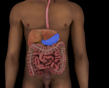 <p>joins the esophagus and small intestine, shape and position are modified by its volume changes and surrounding structures</p>