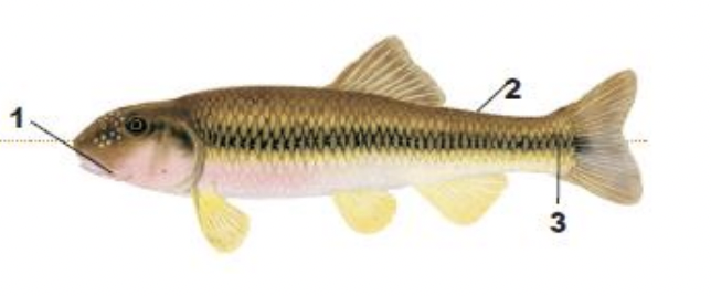 <p>1) thin barbel at corner of large mouth</p><p>2) large, dark-edged scales</p><p>3) spot on base of tail</p>