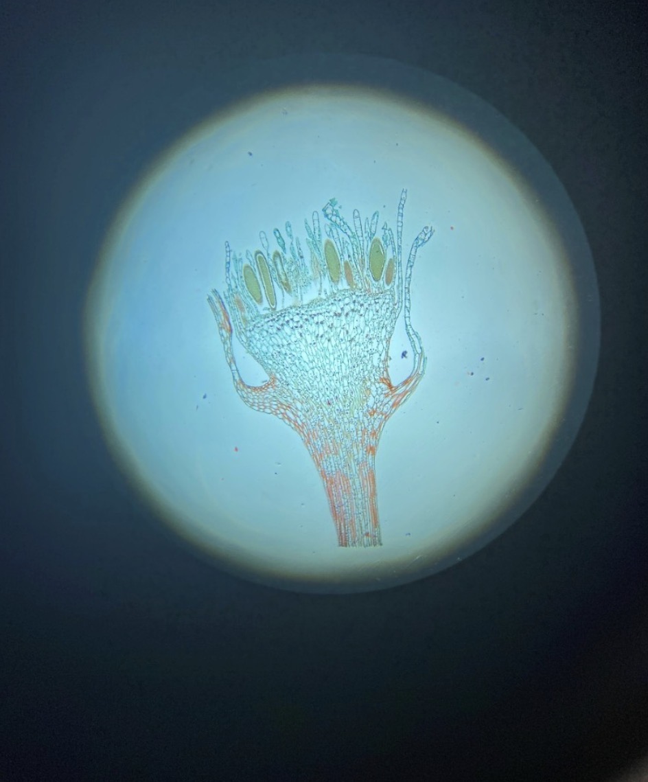 term image