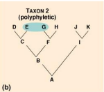 <p>Taxon that is composed of unrelated organisms descended from more than one common ancestor (does not include most recent common ancestor)</p>