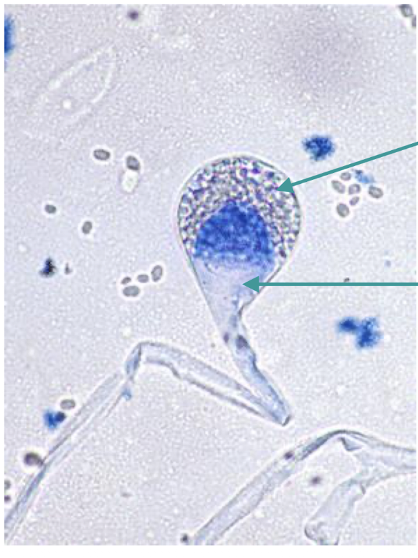 term image
