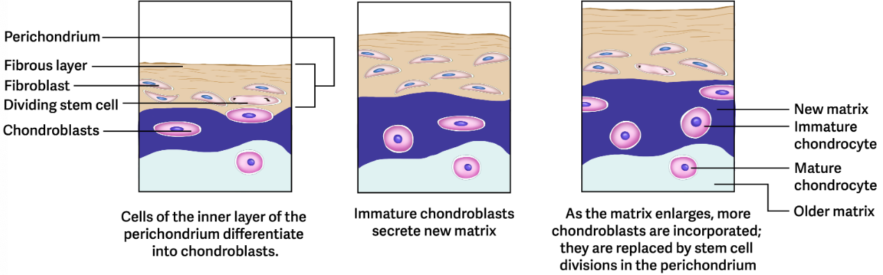 <p>Occurs as new layers of cartilage are added on the cartilage surface as the inner layer of the perichondrium divides and grows. </p><ol><li><p><span style="color: yellow;">The cells that are closest to the inner layer then develop into immature chondrocytes, which care found near the perichondrium</span><span>.</span><span style="color: yellow;"> </span></p></li><li><p><span style="color: yellow;">Chondroblasts then start to secrete cartilage matrix around themselves, eventually becoming chondrocytes</span>. </p></li><li><p><span style="color: yellow;">Eventually they secrete enough matrix that chondrocytes become fixed within their own matrix and begin to mature. </span></p></li><li><p><span style="color: yellow;">Appositional growth slowly adds the outer surface of the cartilage</span><span>.</span></p></li></ol><ul><li><p>Does not occur in adults. </p></li><li><p>Can occur in very unusual circumstances to repair a minor surface Cartilage injury. </p></li></ul><p></p>
