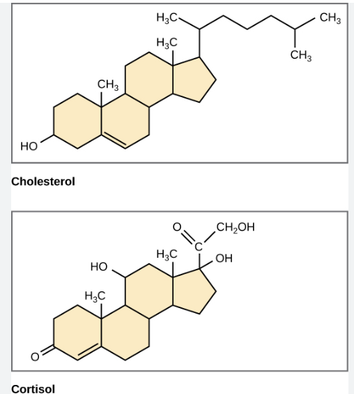 <ul><li><p>four fused carbon rings (the rings share carbons) from 17 carbons</p></li><li><p>three 6-membered rings (hexagon), one 5-membered rings (pentagon)</p></li><li><p>no fatty acid, a rigid ring structure</p></li><li><p>mostly non-polar but may have small polar groups attached</p></li><li><p>cell signalling</p></li></ul><p></p>