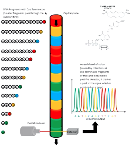 <p>Sanger Sequencing Capillary</p>