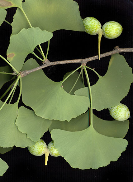 <p>Ginkgophyta</p>