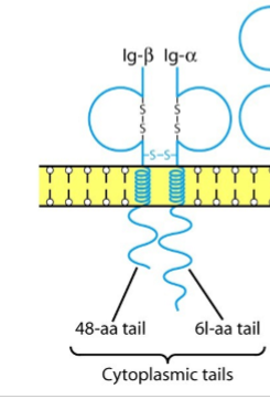 <ol><li><p>hebben lange cytoplasmatische staarten → kunnen signaaltransductie geven als antigen bindt aan antistof</p></li><li><p>antistof zelf heeft te korte cytoplasmatische staart om zelf voor signaal te zorgen</p></li></ol><p></p>