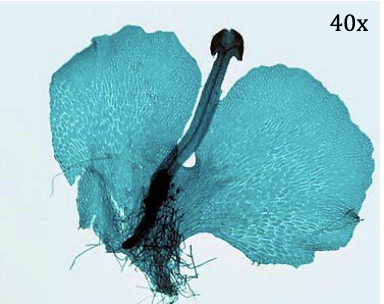 <p>Kingdom: </p><p>Phylum:</p><p>Name of Structure:</p><p>Ploidy:  </p>